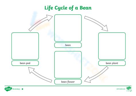 Bean Plant Life Cycle Worksheets