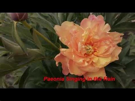 ИТО-пион Синин ин зе рейн (Paeonia Singing in the Rain) - YouTube