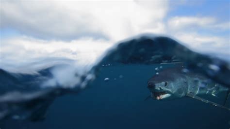 11 Facts About Mako Sharks | Mental Floss