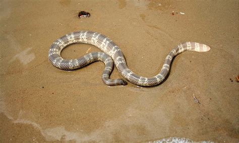 sea snake animal facts hydrophiinae   animals