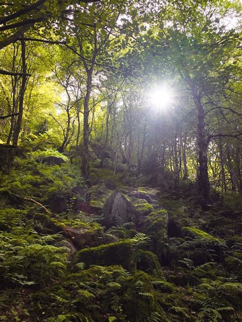 The Sun Shines Brightly Through The Trees And Rocks In This Forest