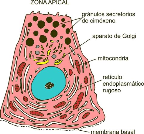 La glucosilación de lípidos y proteínas es una de las funciones que