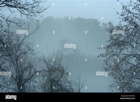 Trees In Mist Stock Photo Alamy