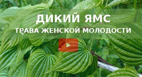 Дикий Ямс для женщин – Инструкция по применению, отзывы – Где купить ...