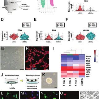Transplanted H ISCs Differentiate Into Mature Neurons That May