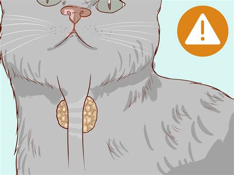 dehydration cats 4