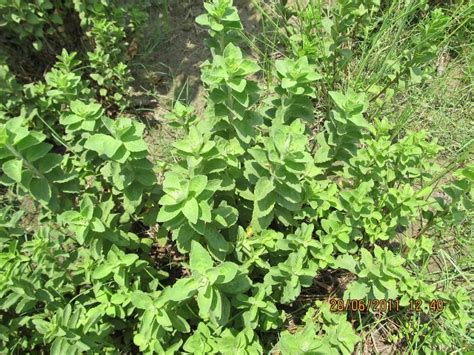 Stevia Eflora Of India