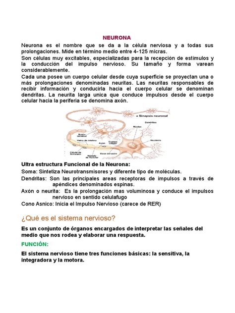 PDF Sistema Nervioso Central Trabajo Para Imprimir DOKUMEN TIPS