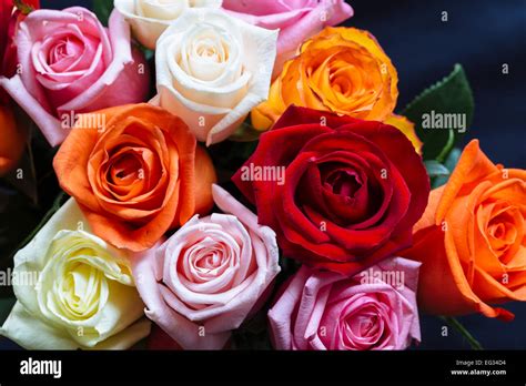 Apricot Roses Stock Photos And Apricot Roses Stock Images Alamy
