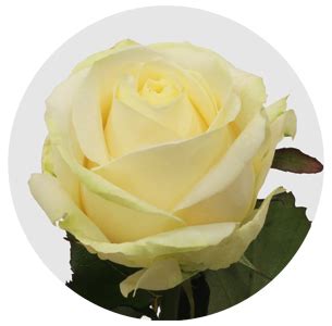 Роза Николетта (Nicoletta)