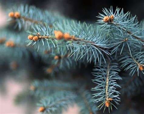 Можно ли вырастить дорогущую голубую ель самостоятельно за копейки ...