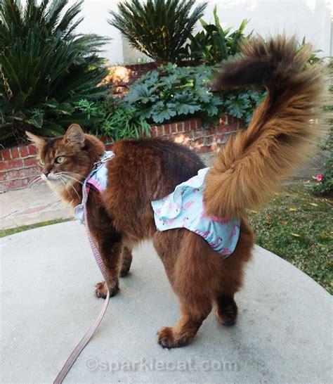 Bikini Season In February Summers Fabulous Cat Life