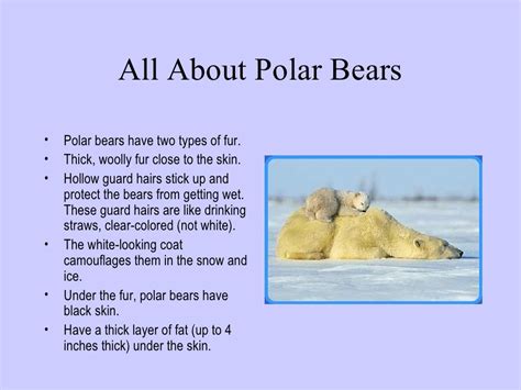 Polar bear ppt