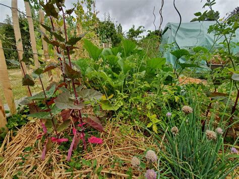 potager en permaculture  astuces pour se faciliter la vie
