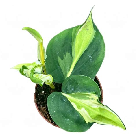 Филодендрон 'Cream Splash' купить в Санкт-Петербурге | Цитрус Микс