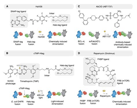 Heterobifunctional Small Molecules For Chemically Induced Proximity