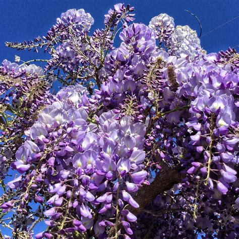 Sierra Madre Wisteria Mass Wisteria Trippy Food Helps You Find The