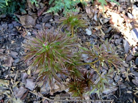 Photo Of The Emerging Growth Of Fern Leaf Peony Paeonia Tenuifolia