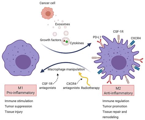 Frontiers Therapy Induced Modulation Of The Tumor Microenvironment New Opportunities For