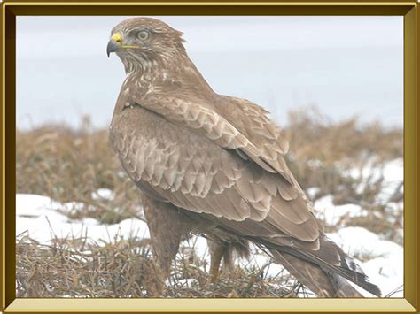Коршун — птица. Описание коршуна с картинками