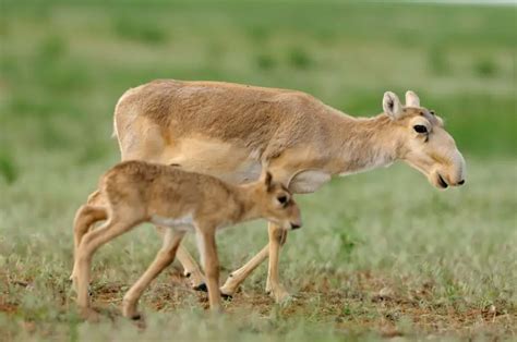 Saiga Antelope - Facts, Diet, Habitat & Pictures on Animalia.bio