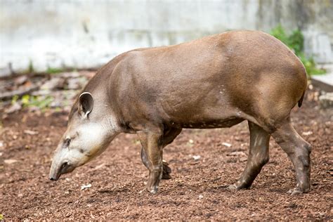 A Walking Brown Tapir · Free Stock Photo