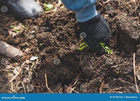 pull weeds garden  lawn  stock photography cartoondealercom