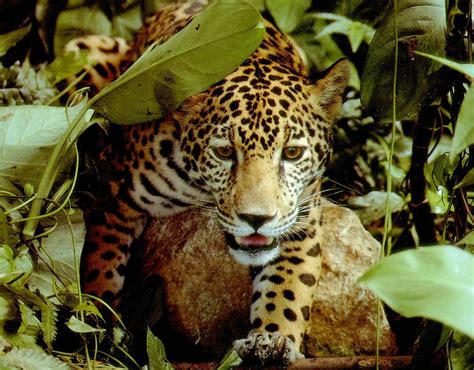 Heterotrophs Amazon Rainforest