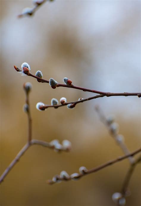 Free Pussy Willow Nature Images Pixabay