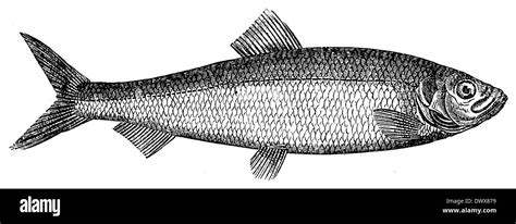 Herring Fish Drawing Hi Res Stock Photography And Images Alamy