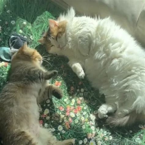 Uncontrolled Ejaculation Gay Porn Feat Smalldick85 XHamster