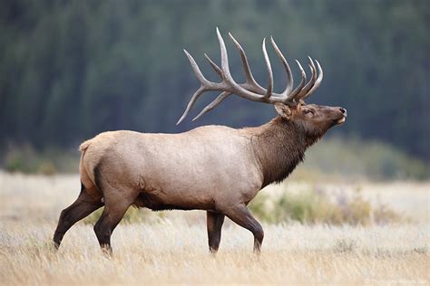 bull elk intently watching herd rocky mountain national park