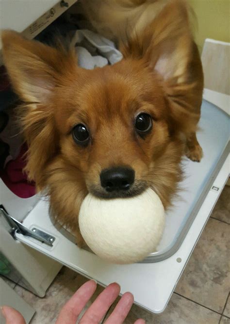 Long Haired Chiweenie Chiweenie Corgi Pets
