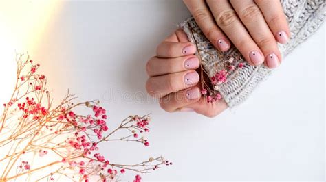 Woman Hands With Beautiful Nude Manicure Holding Delicate Pink Gypsophila Or Baby S Breath