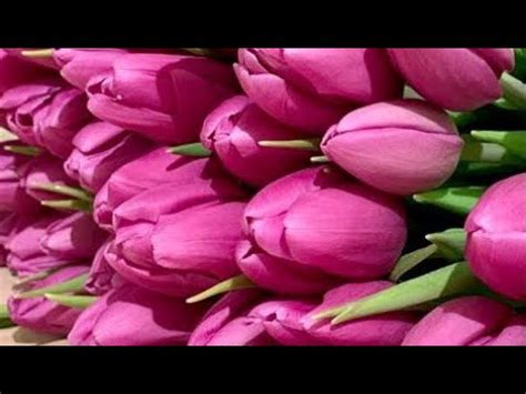 Сорт Purple Lord (Пурпур Лорд). Выгонка тюльпанов к 8 Марта на ...