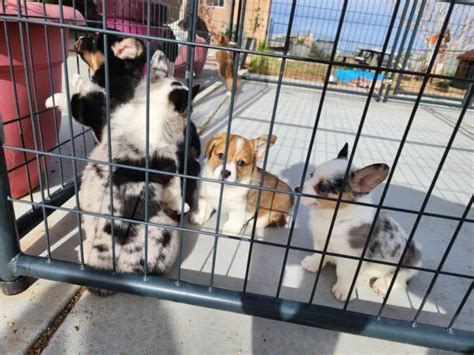 Pembroke Welsh Corgis In Puppies For Sale Near Me