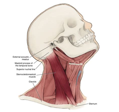 Head And Neck Exam 2 Flashcards Quizlet