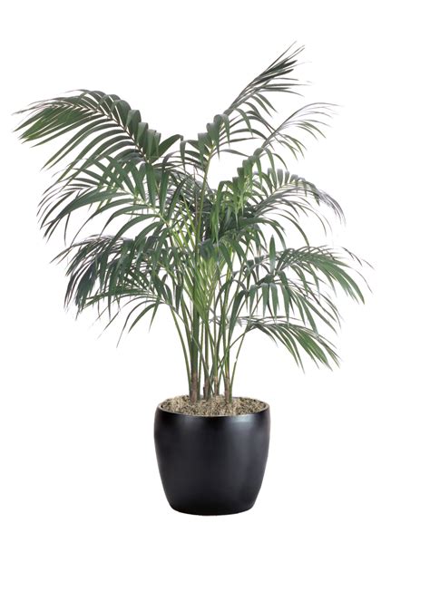 Palm Kentia Phillip S Interior Plants Displays