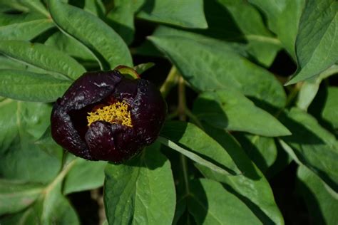 Paeonia parnassica – Pfingstrosengärtnerei Schulze