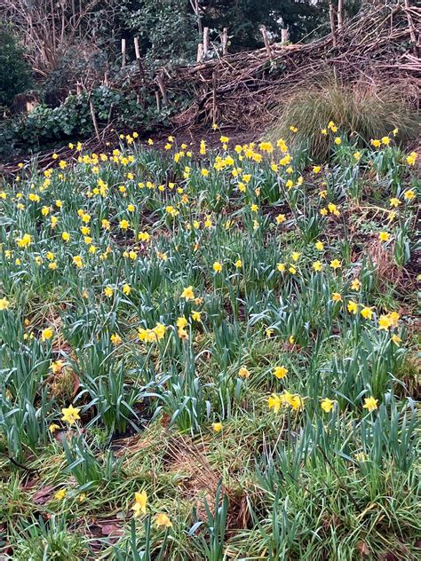 Streetscene – June Report – Brackenbury Residents Association