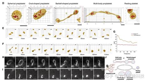 【文献解读】超分辨率成像揭示血小板成熟中期细胞骨架依赖性细胞器重排 知乎