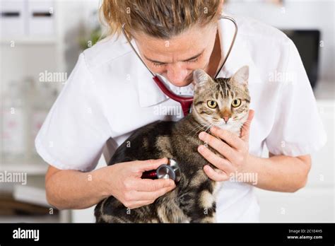 Auscultation Beautiful Persian Cat Veterinary Clinic Stock Photo Alamy
