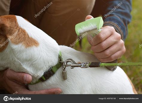 How Is A Jack Russell Terrier Groomed