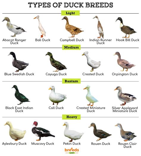 Duck Breeds - Facts, Types, and Pictures