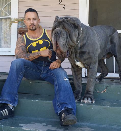 Neapolitan Mastiff Neapolitan Mastiff