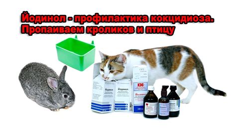 Кокцидиоз кроликов: источники заражения, симптоматика и лечение