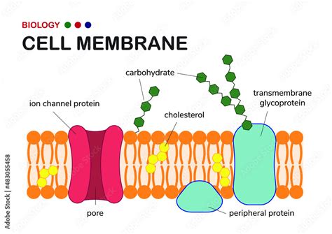 plasma membrane diagram