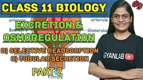 Class 11 Excretion And Osmoregulation Urine Formation B Seletive