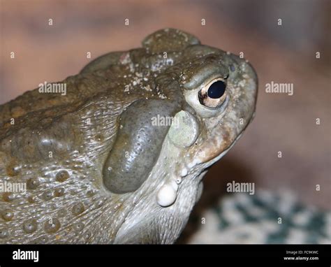 Crapaud Du D Sert De Sonora Banque De Photographies Et Dimages Haute