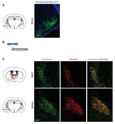 Figures And Data In Oxytocin Signaling In The Medial Amygdala Is Required For Sex Discrimination